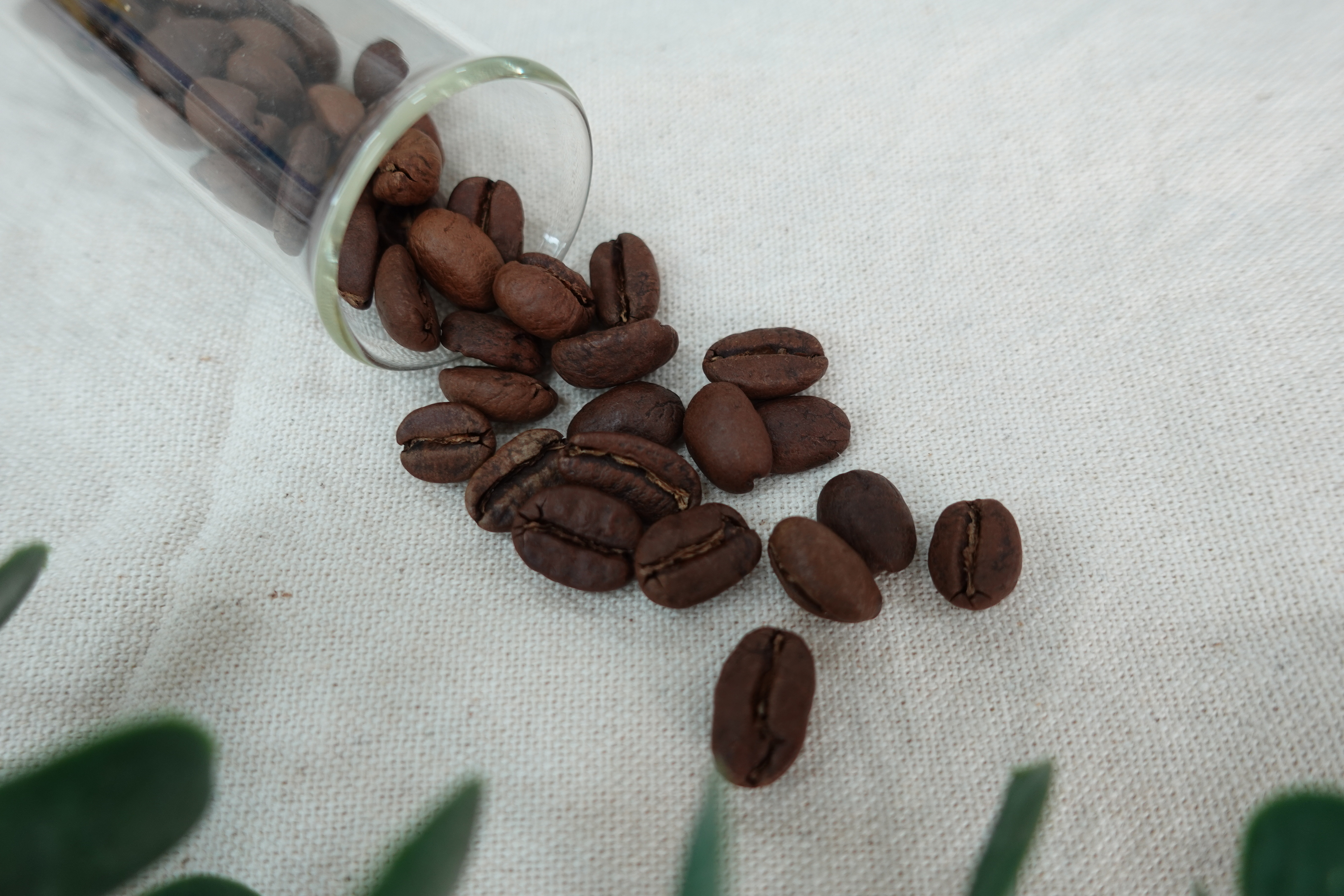 Costa Rica Brunca Rivense La Guaca Black Honey  哥斯大黎加 寶藏莊園 蜜處理  熟豆