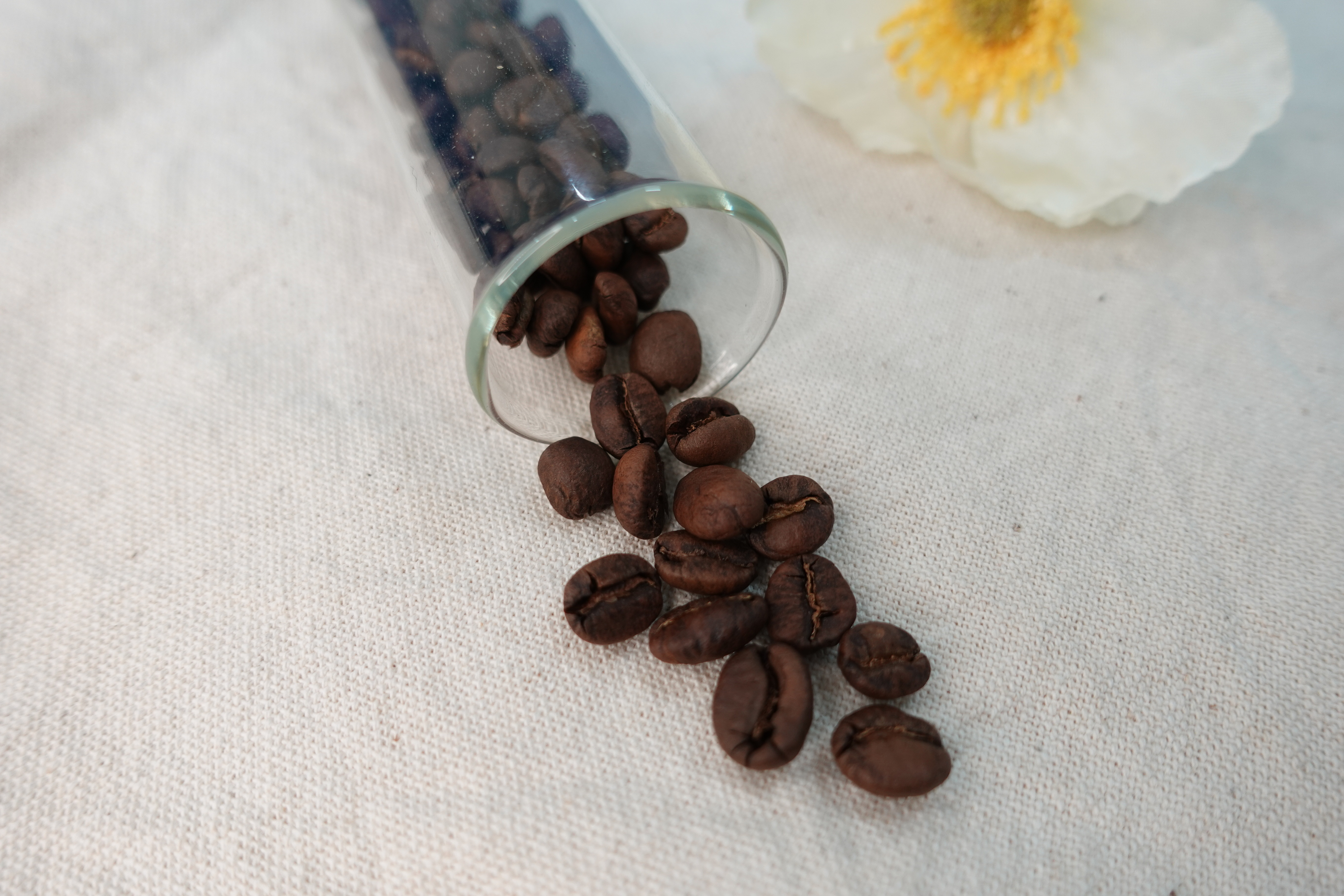 Ethiopia Yirgacheffe Bishari G1 Lot-1 Washed  衣索比亞  耶加雪夫 碧莎麗處理廠 G1 Lot-1厭氧水洗  熟豆